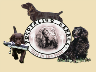 Pocotaligo Kennels Logo